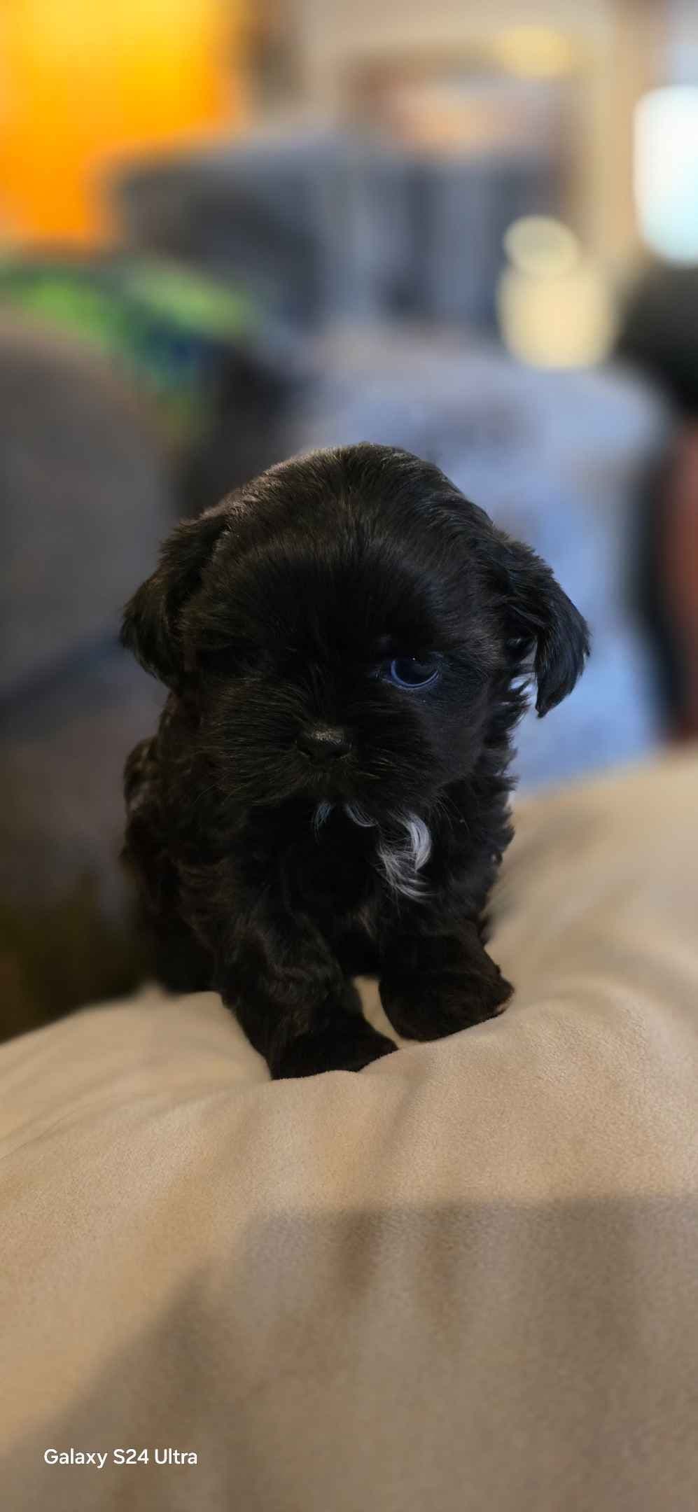 Shih Tzu Puppies breeder image 6