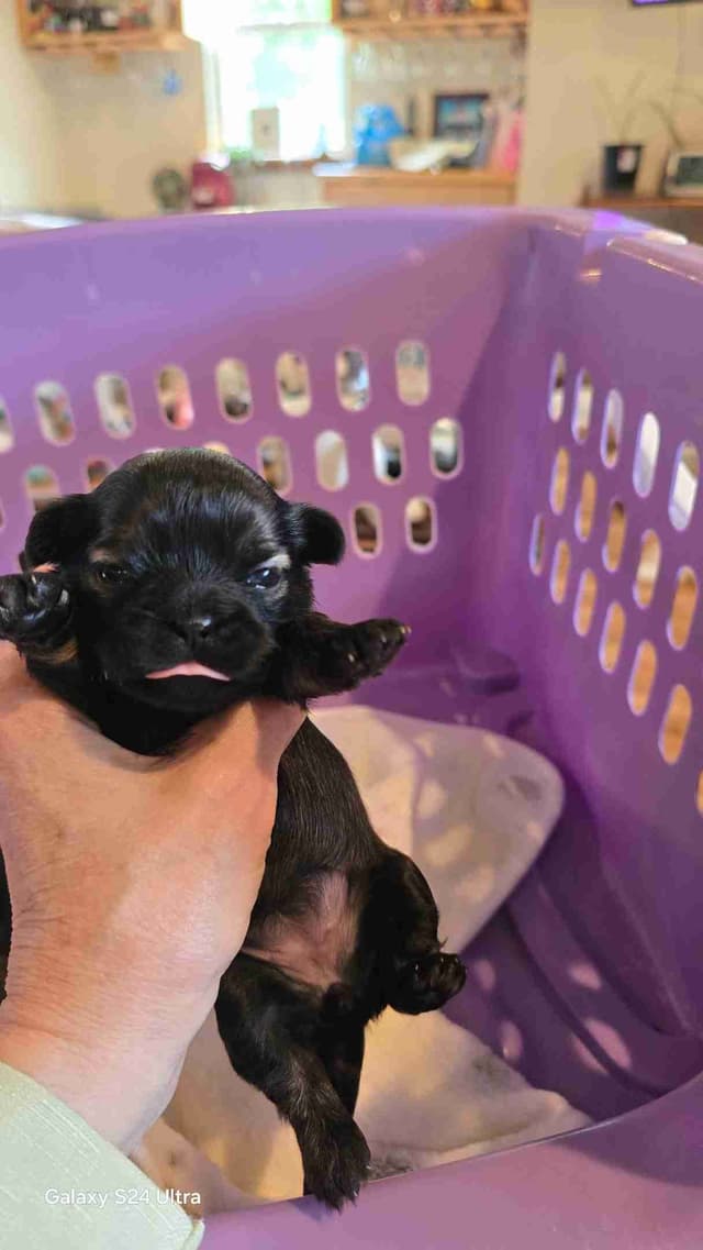 Shih Tzu Puppies media 12