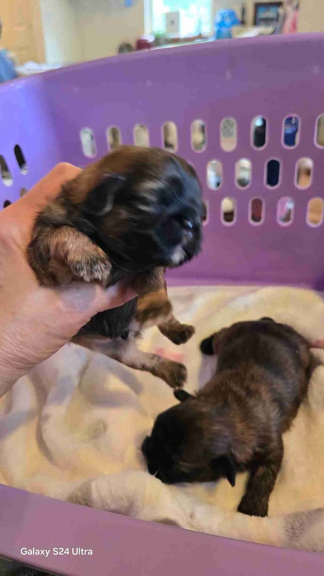 Shih Tzu Puppies media 13