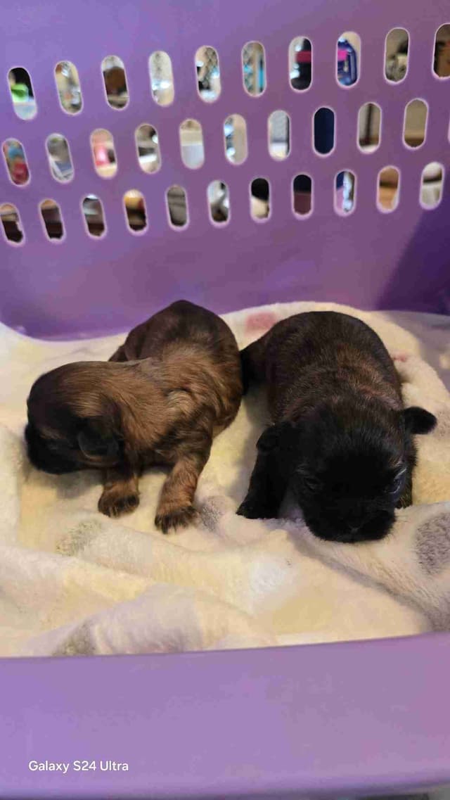 Shih Tzu Puppies media 14