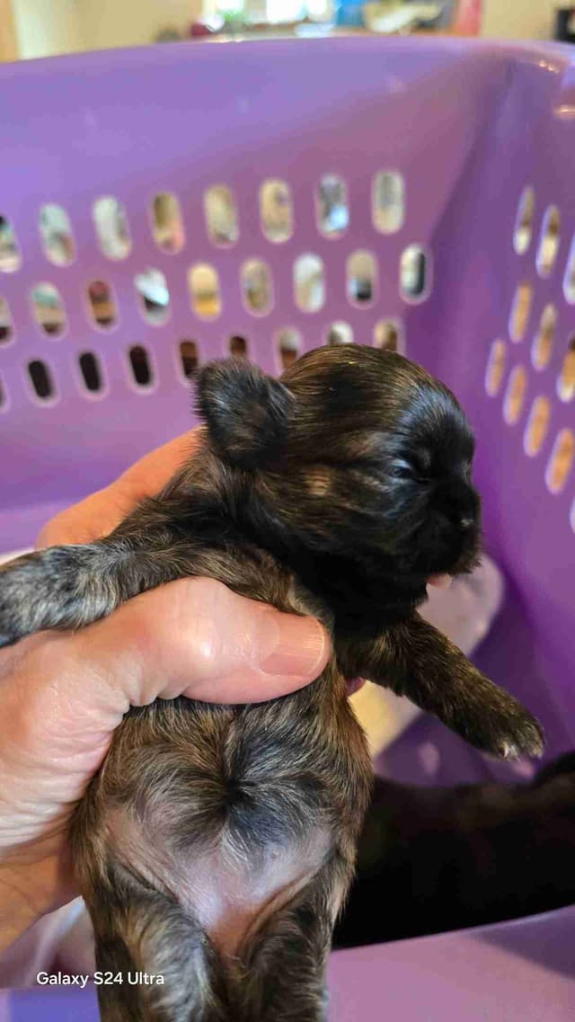 Shih Tzu Puppies media 15