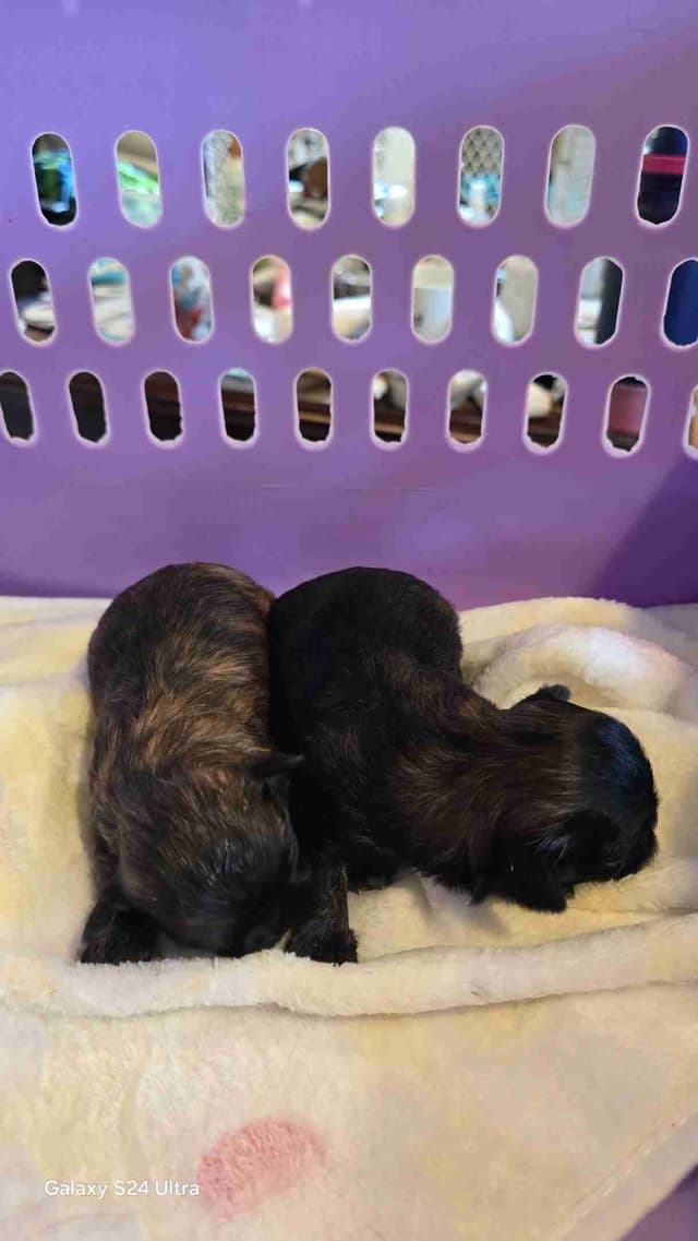 Shih Tzu Puppies media 17