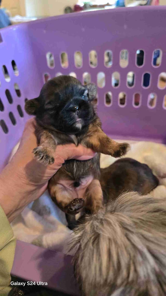 Shih Tzu Puppies media 16