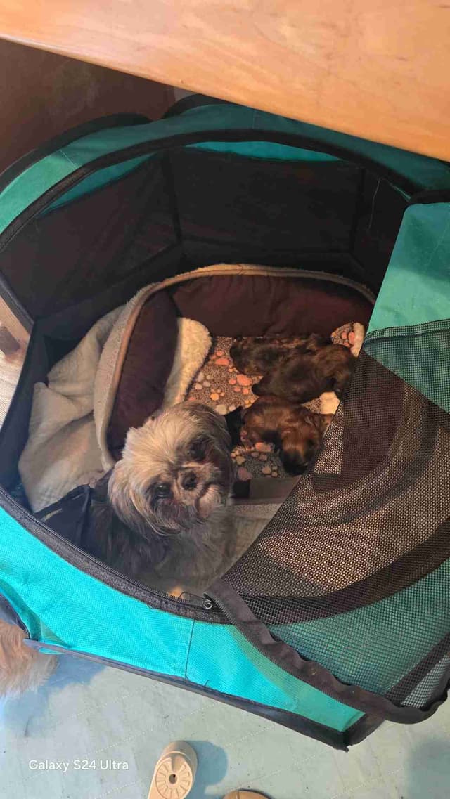 Shih Tzu Puppies media 11