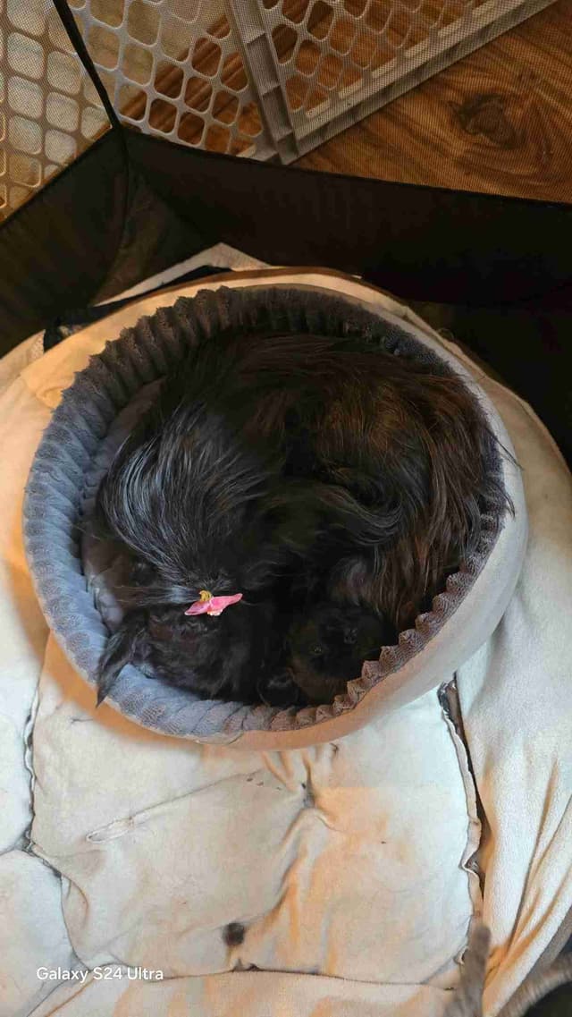 Shih Tzu Puppies media 2