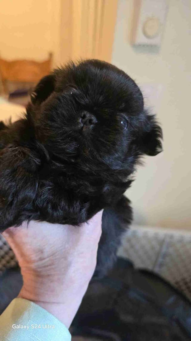 Shih Tzu Puppies media 3