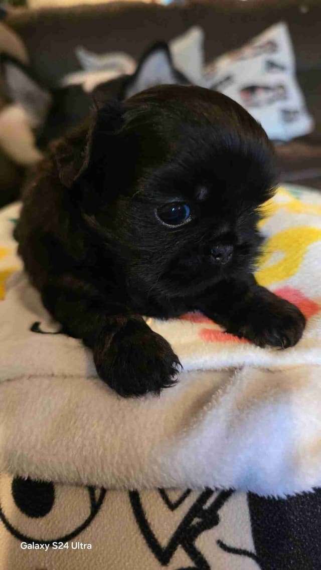 Shih Tzu Puppies media 4