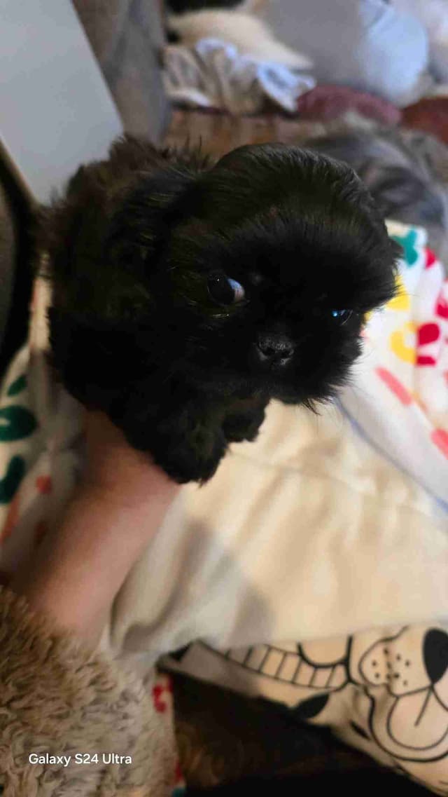 Shih Tzu Puppies media 5