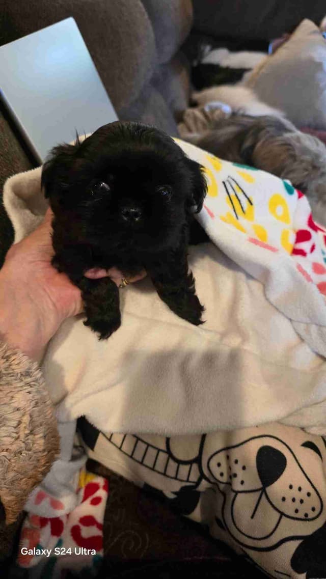 Shih Tzu Puppies media 6
