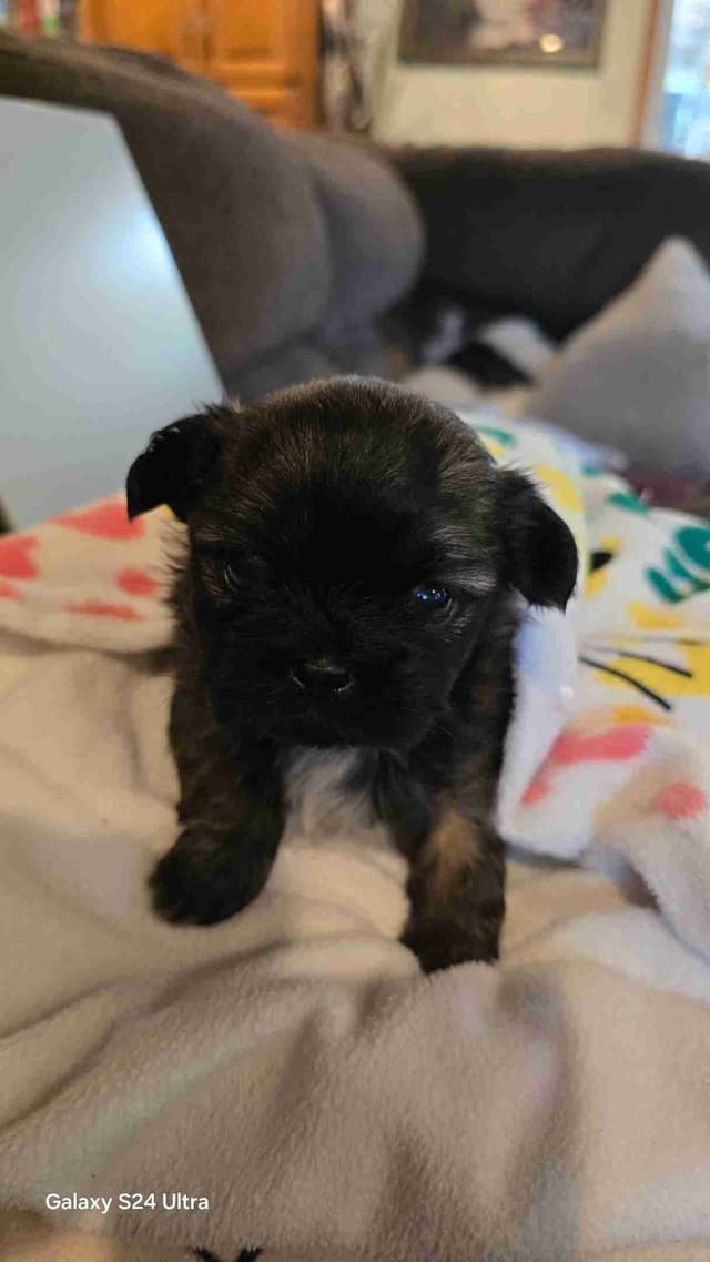 Shih Tzu Puppies media 3