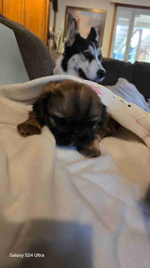 Shih Tzu Puppies media 8