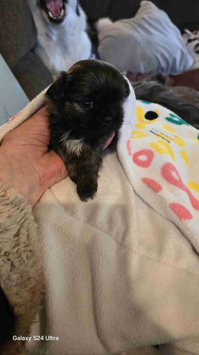 Shih Tzu Puppies media 9