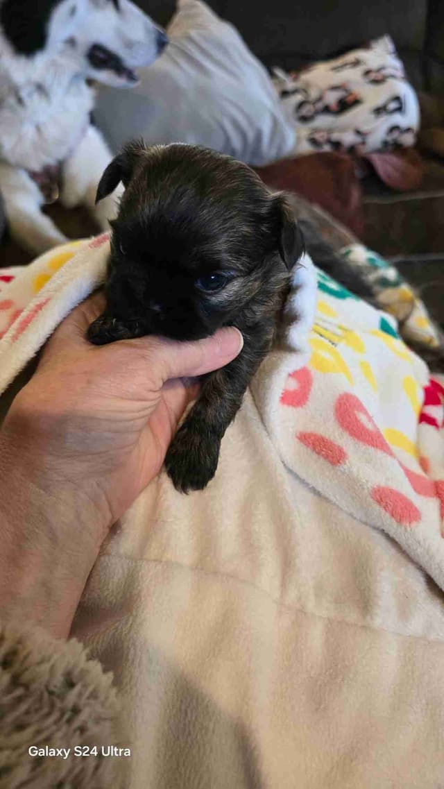 Shih Tzu Puppies media 5