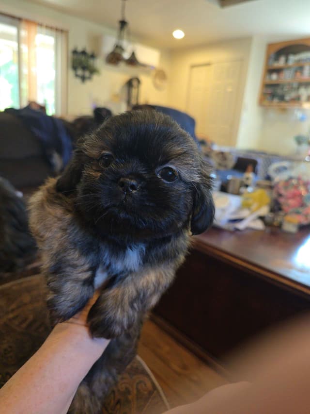 Shih Tzu Puppies media 7