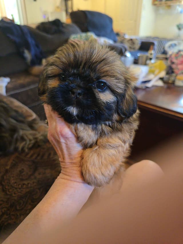 Shih Tzu Puppies media 10