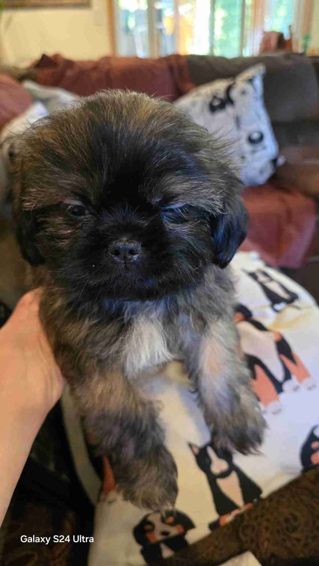 Shih Tzu Puppies media 6