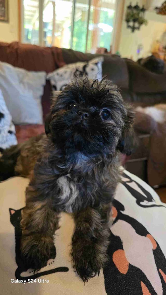 Shih Tzu Puppies media 4