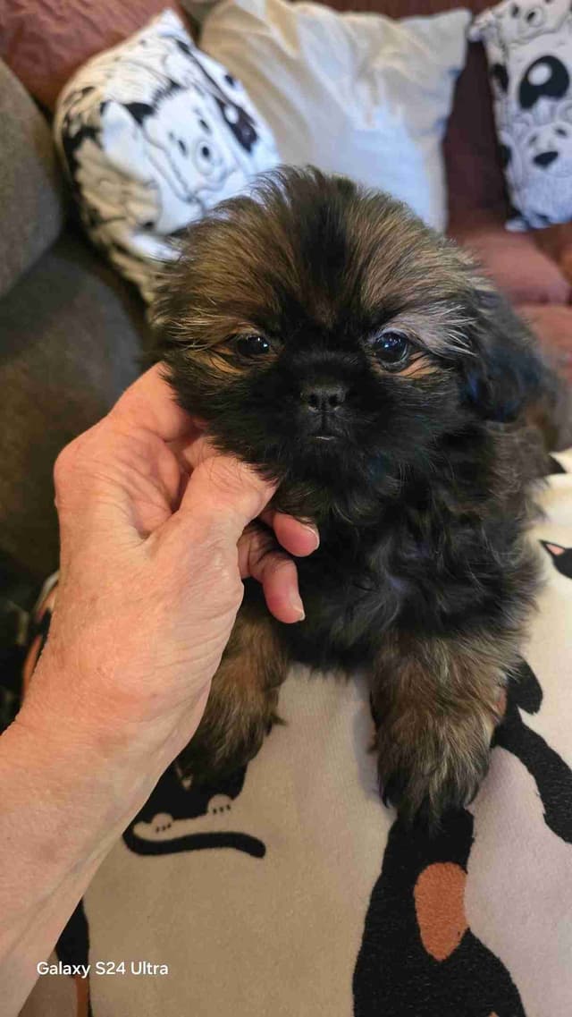 Shih Tzu Puppies media 2
