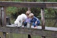 Golden Retriever Puppies breeder image 2
