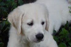 Golden Retriever Puppies breeder image 3