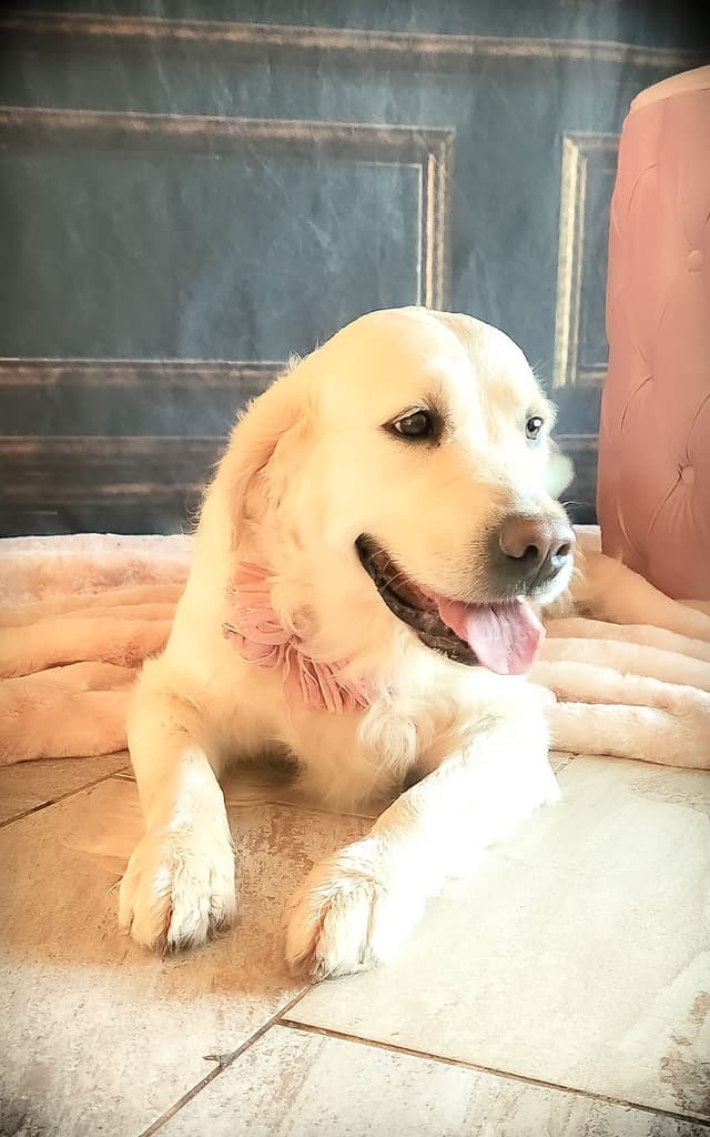 Golden Retriever Puppies media 2