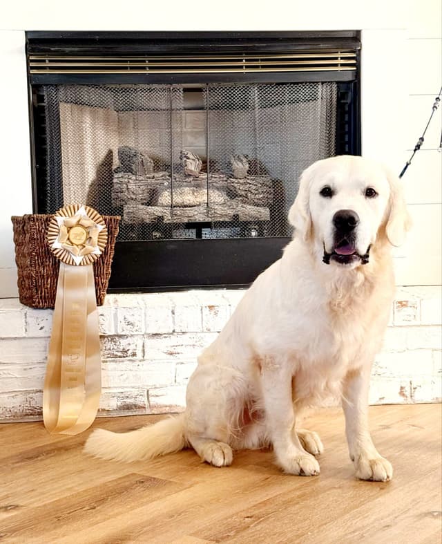 Golden Retriever Puppies media 3