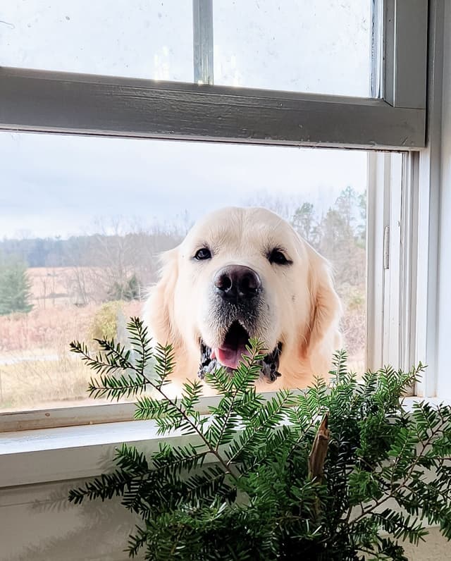 Golden Retriever Puppies media 2
