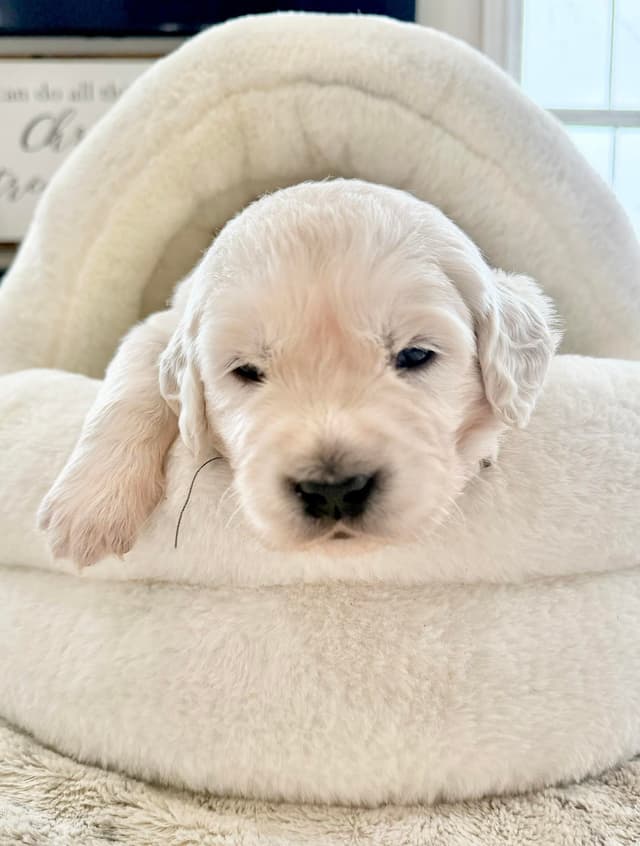 Golden Retriever Puppies media 3
