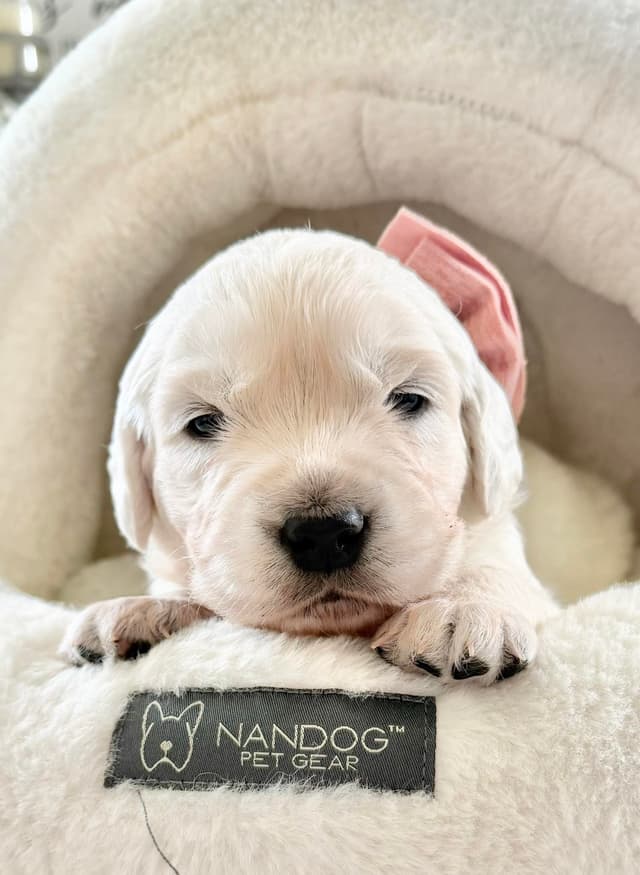 Golden Retriever Puppies media 4
