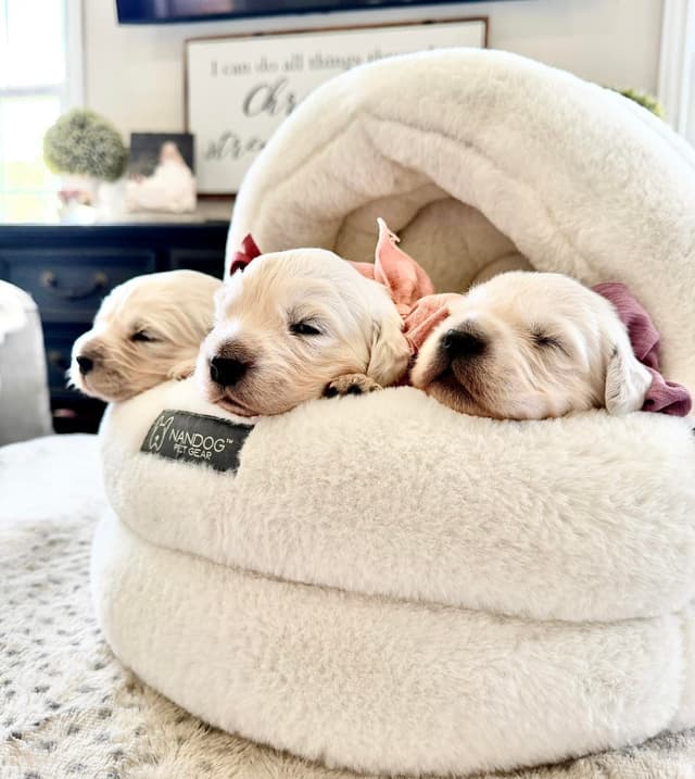 Golden Retriever Puppies media 5