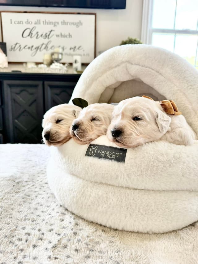 Golden Retriever Puppies media 6