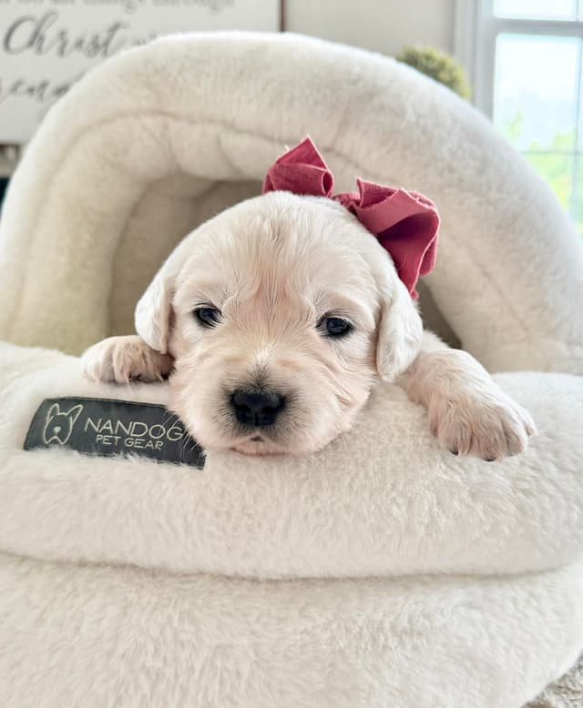 Golden Retriever Puppies media 7
