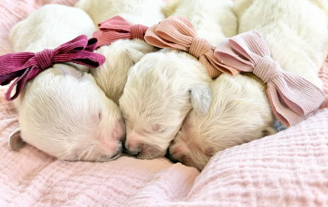 Golden Retriever Puppies media 7