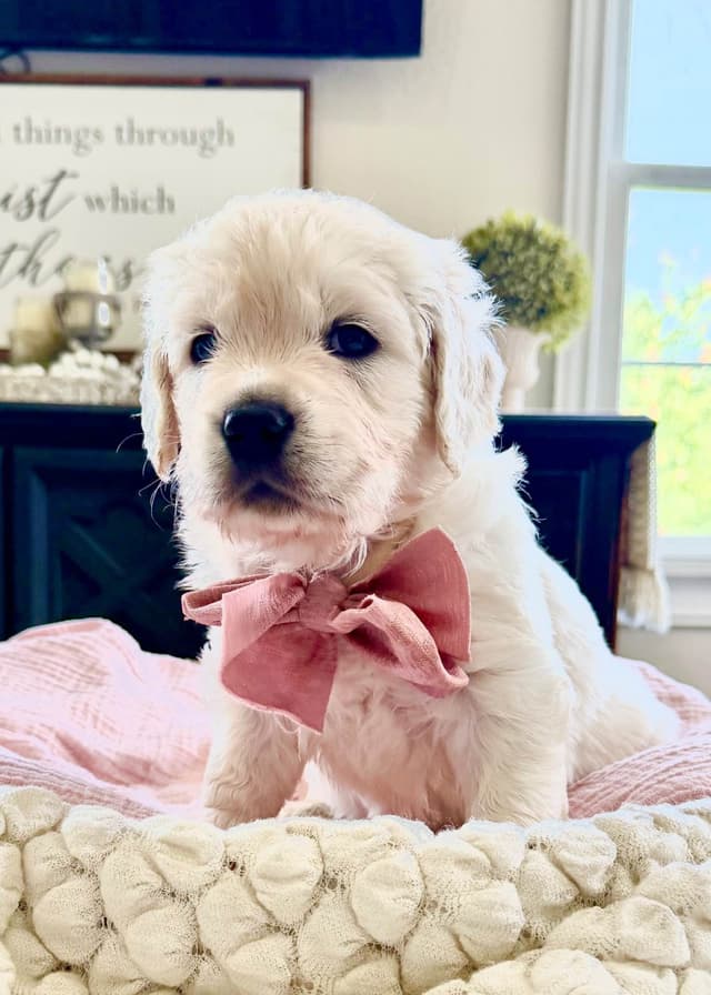 Golden Retriever Puppies media 9