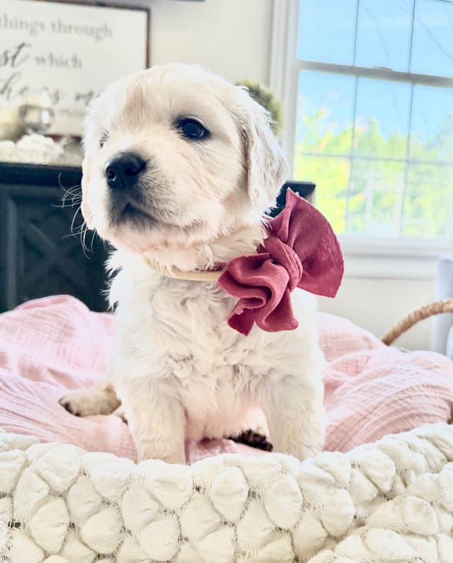 Golden Retriever Puppies media 10