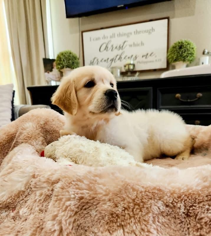 Golden Retriever Puppies breeder image 4