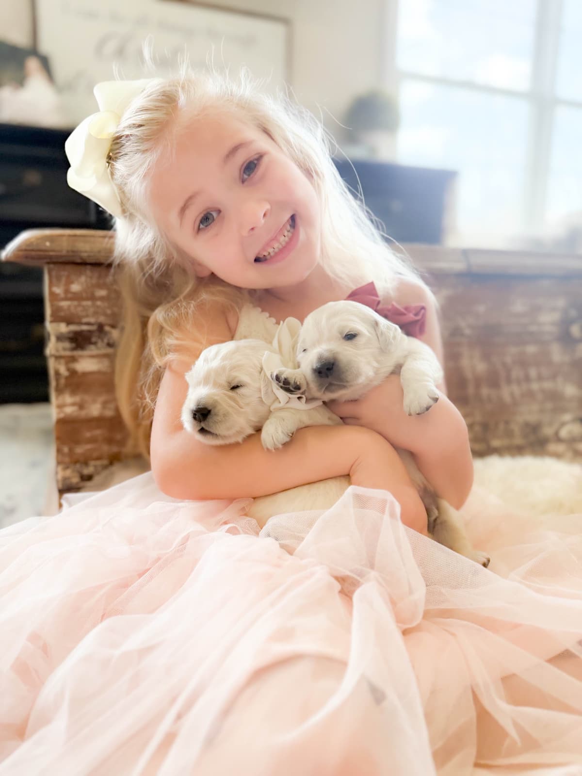 Golden Retriever Puppies breeder image 5