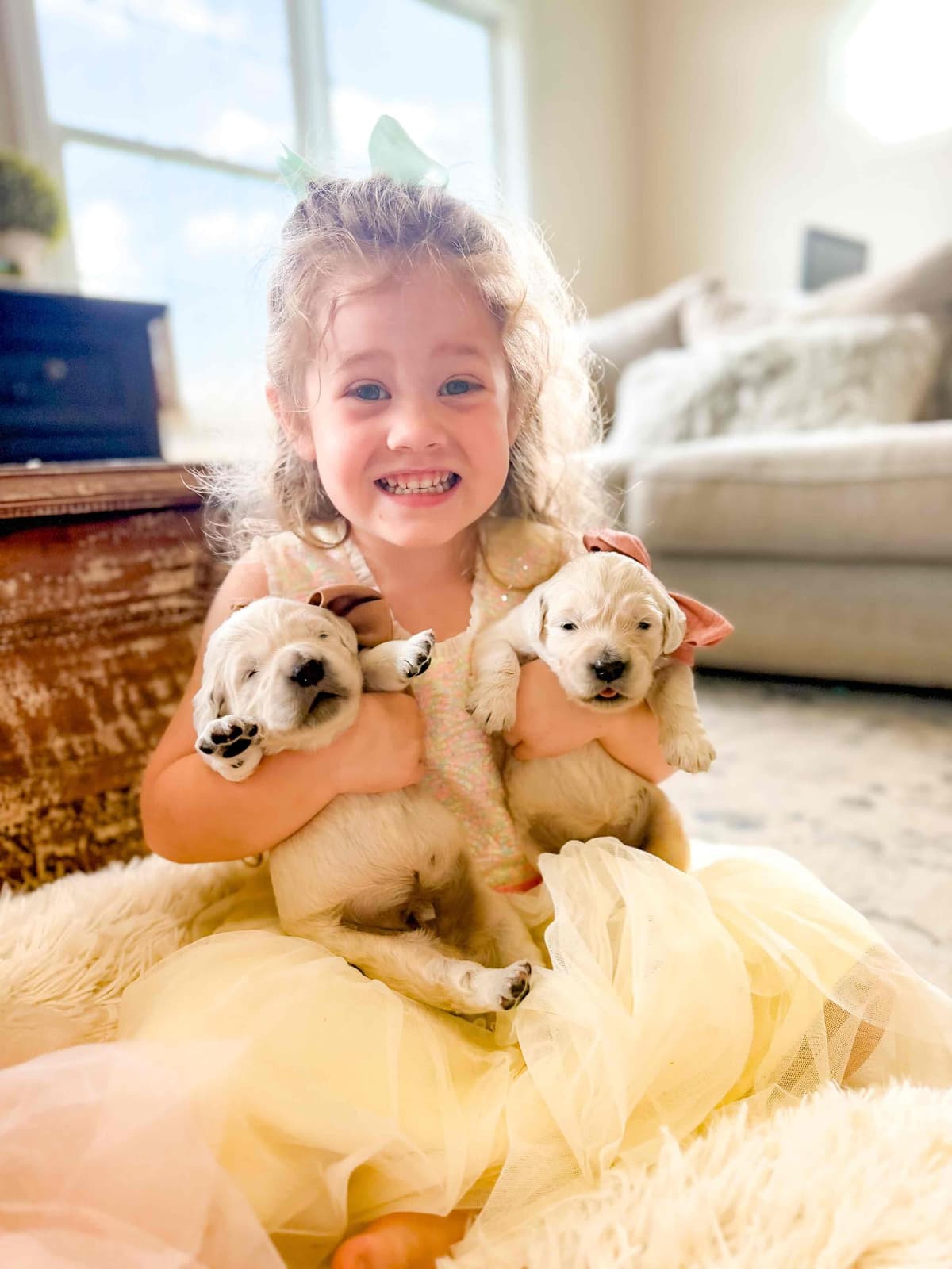 Golden Retriever Puppies breeder image 6