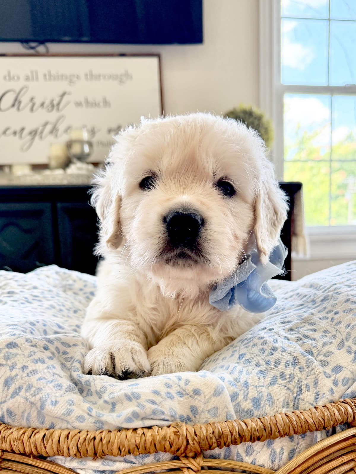 Golden Retriever Puppies breeder image 8
