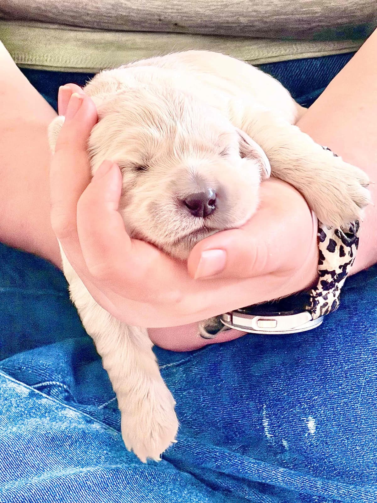 Golden Retriever Puppies breeder image 9