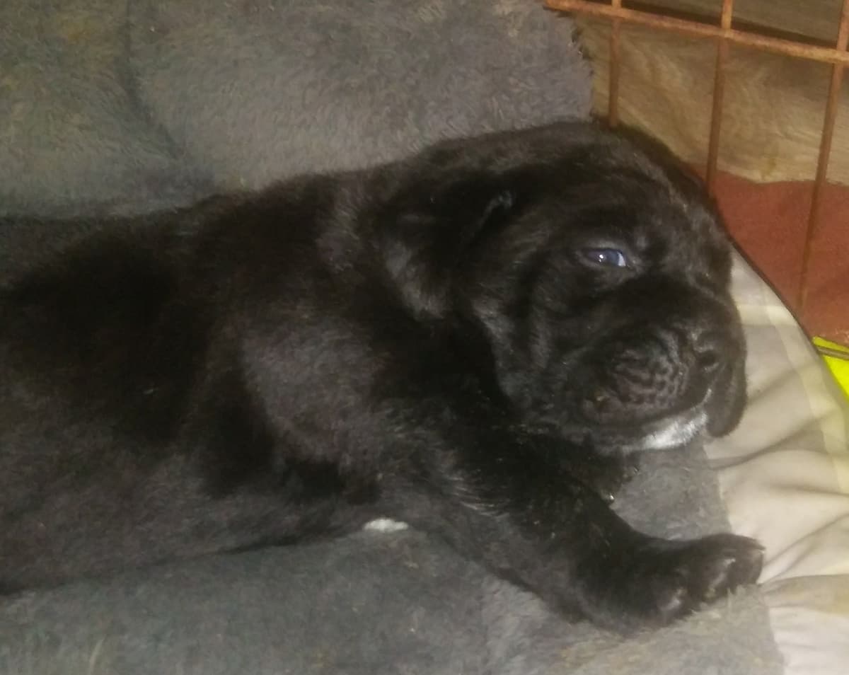 Cane Corso Puppies breeder image 2
