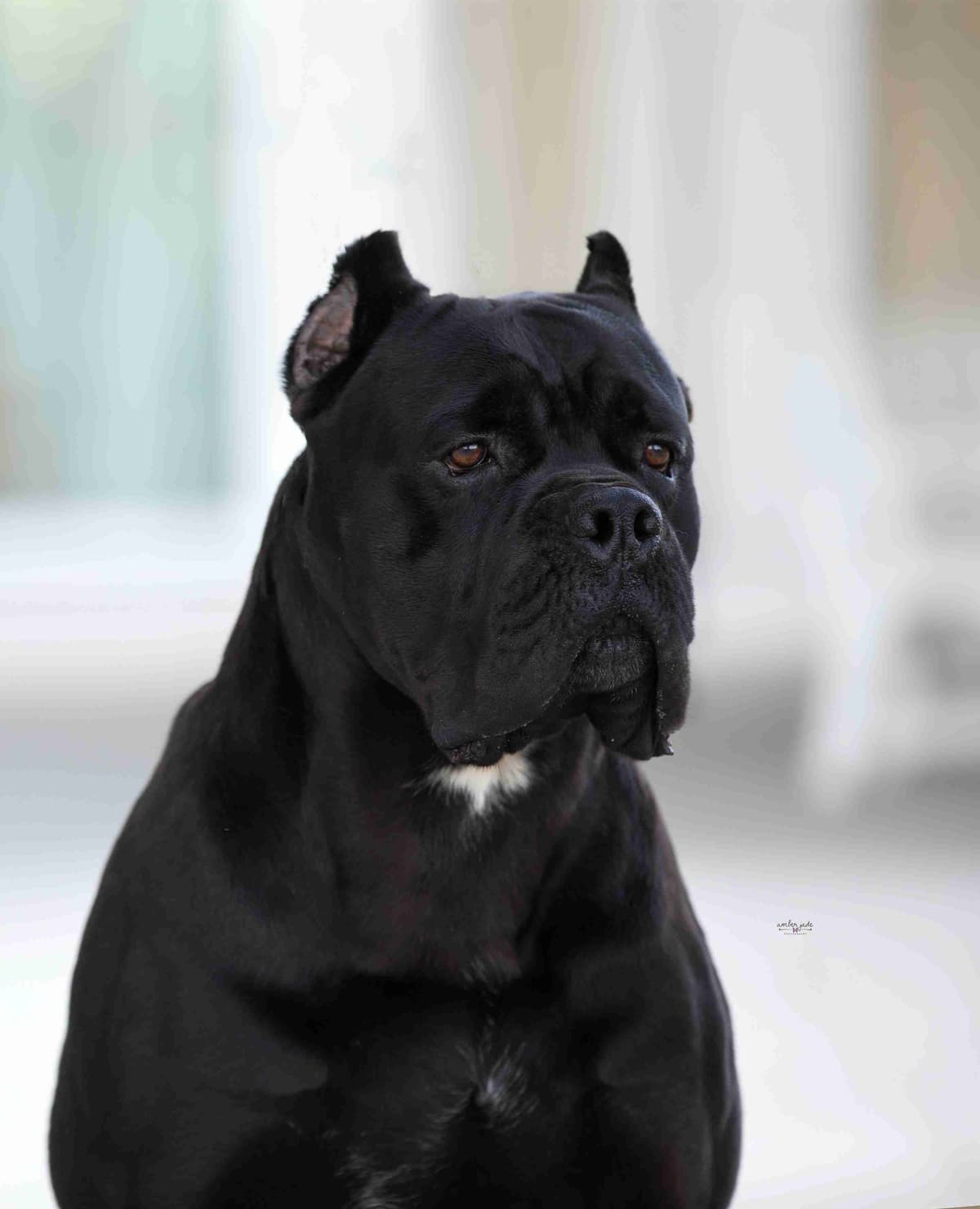 Cane Corso Puppies breeder image 4