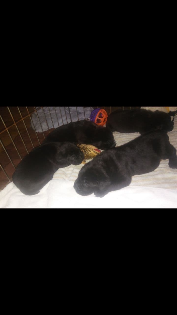 Cane Corso Puppies breeder image 5