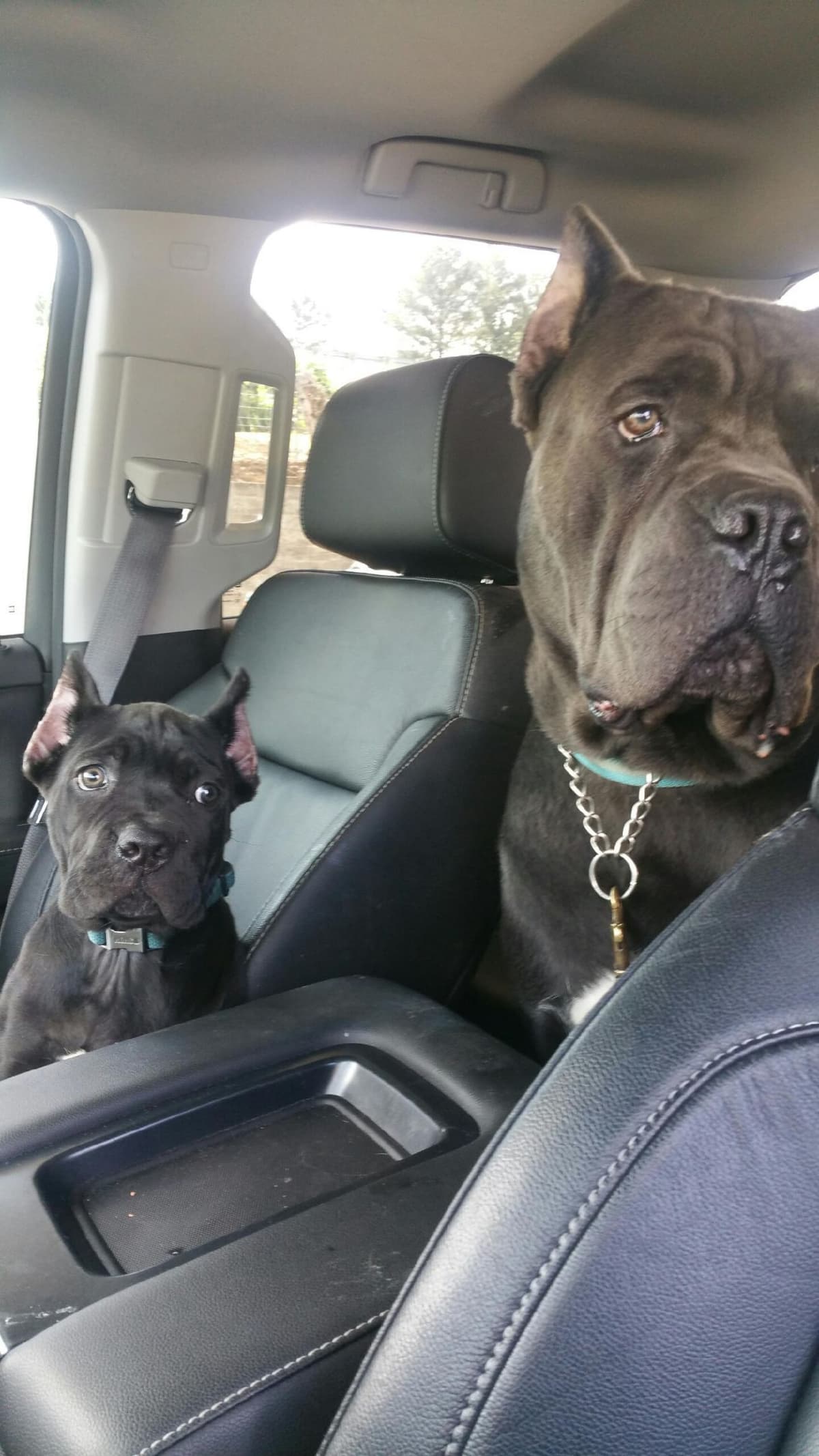 Cane Corso Puppies breeder image 7