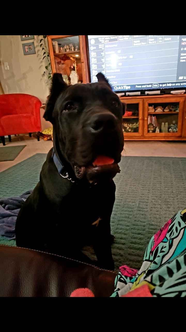 Cane Corso Puppies breeder image 9