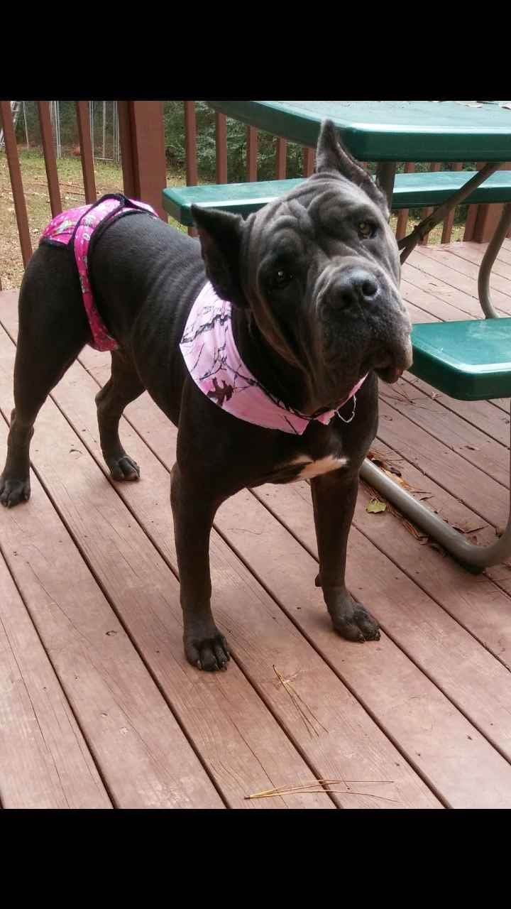 Cane Corso Puppies breeder image 10