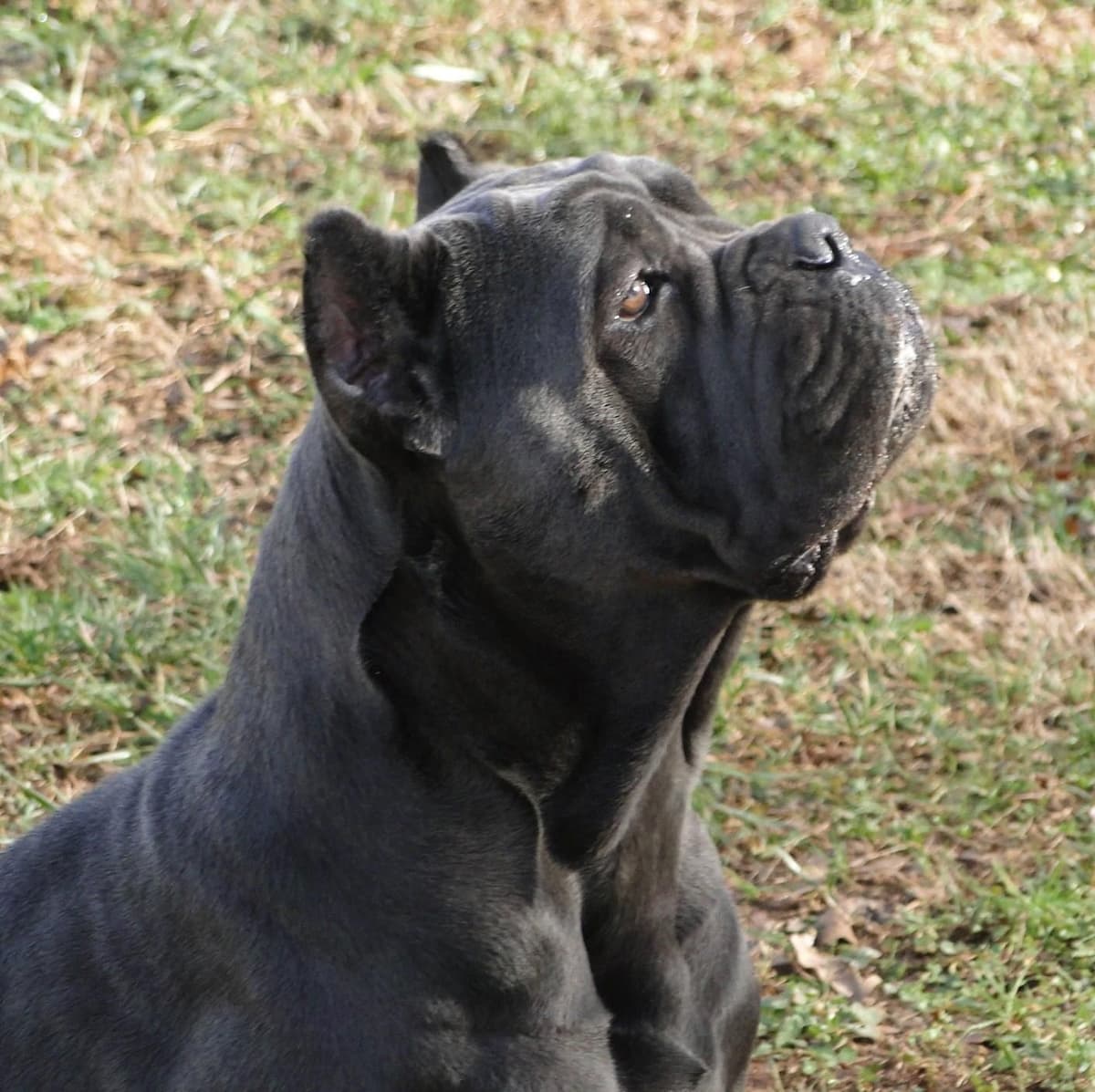 Cane Corso Puppies breeder image 11