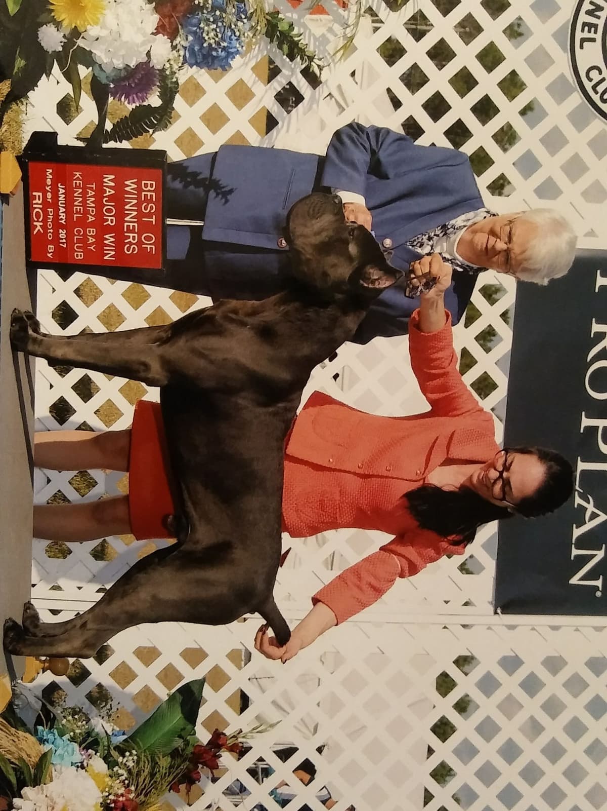 Cane Corso Puppies breeder image 12