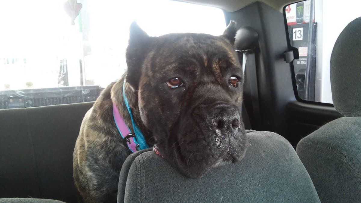 Cane Corso Puppies breeder image 13