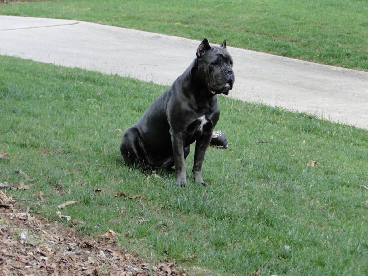 Cane Corso Puppies breeder image 14